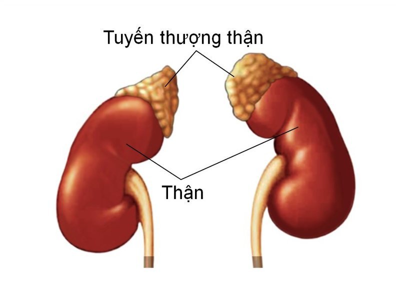 Các Kiến Thức Đầy Đủ Nhất Năm 2021: Về Căn Bệnh Ung Thư Tuyến Thượng Thận tong-quan-ung-thu-tuyen-thuong-than