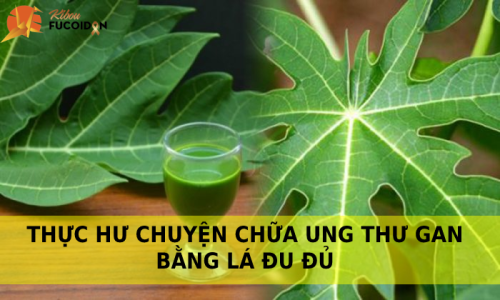 Cách chữa ung thư gan bằng lá đu đủ