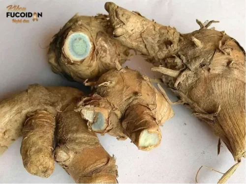 Nghệ đen trị bệnh gì? Công dụng bất ngờ mà bạn chưa biết đến