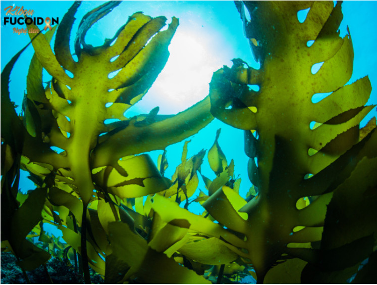 Fucoidan được chiết xuất từ tảo biển 