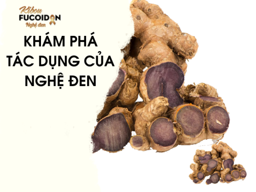 Củ nghệ đen có tác dụng gì? Khám phá tác dụng của Nghệ đen trong điều trị ung thư 