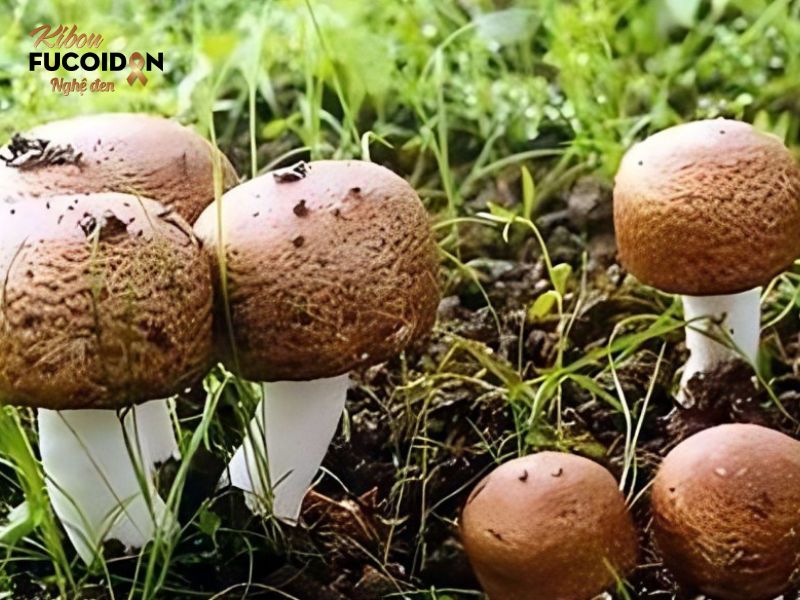 Công dụng Nấm Agaricus của nhật trong điều trị ung thư Nấm Agaricus