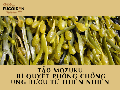 Tảo Mozuku - bí quyết phòng chống ung bướu từ thiên nhiên
