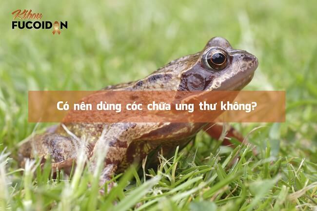 Góc nhìn chuyên gia: Có nên dùng cóc chữa ung thư không? Cóc chữa ung thư