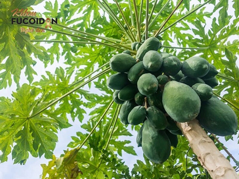 Chia sẻ của chuyên gia: Có nên dùng thuốc nam trị ung thư dạ dày không? Lá đu đủ trị ung thư dạ dày