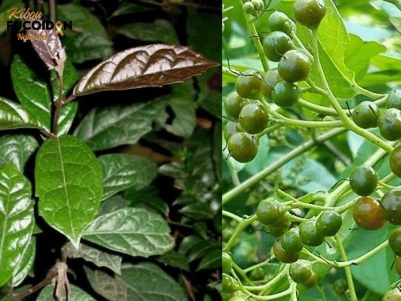 Thực hư tin đồn thuốc nam trị ung thư gan Xạ đen cũng là cây thuốc nam chữa ung thư gan rất quen thuộc