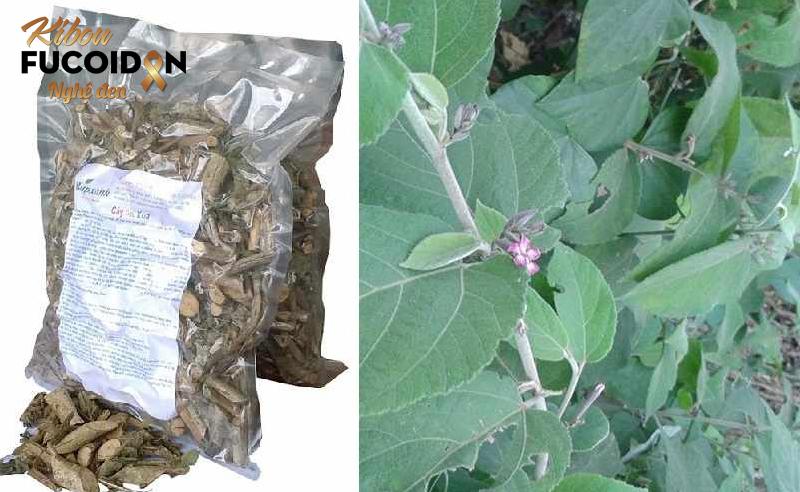 Hé lộ sự thật về cây an xoa trị ung thư gan Cây an xoa đem lại nhiều lợi ích cho sức khỏe