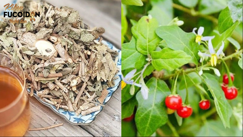 Hé lộ sự thật về cây an xoa trị ung thư gan Kết hợp cây an xoa với cà gai leo tăng hiệu quả điều trị ung thư gan