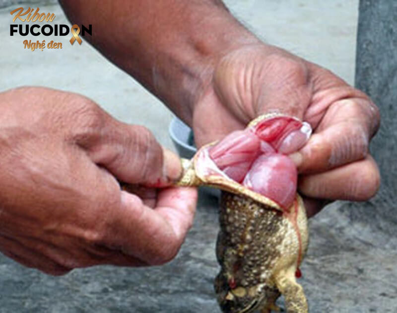 Mật cóc chứa nhiều chất độc gây hại cho sức khỏe