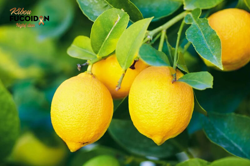 Top 12 loại hoa quả bệnh nhân ung thư gan nên ăn Quả chanh