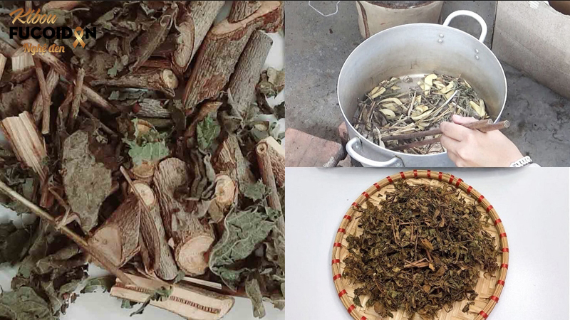 Hé lộ sự thật về cây an xoa trị ung thư gan Sao vàng, hạ thổ trước khi sử dụng cây an xoa