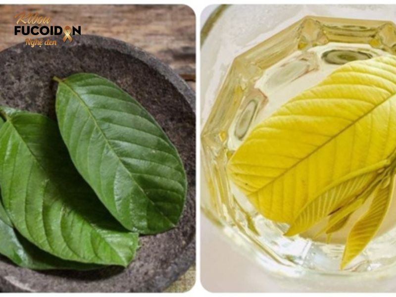 Lá ổi chữa ung thư đại tràng có đúng như lời đồn? Bài thuốc trà lá ổi cải thiện chức năng đường ruột