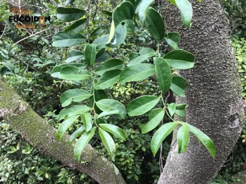 Sự thật về cây xạ đen chữa ung thư phổi