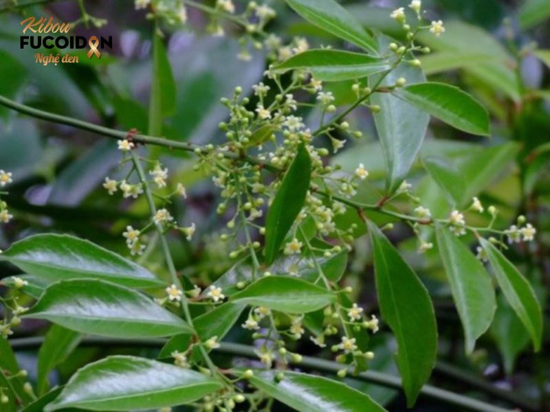 Thực hư về cây xạ đen chữa ung thư phổi Hình ảnh cây xạ đen Châu Âu