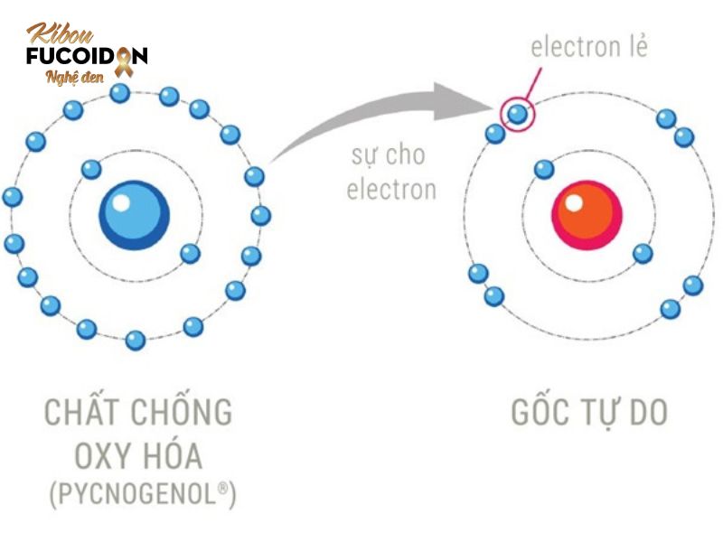 Lợi ích của chất chống oxy hóa với bệnh ung thư Cơ chế trung hòa gốc tự do của các chất chống oxy hóa