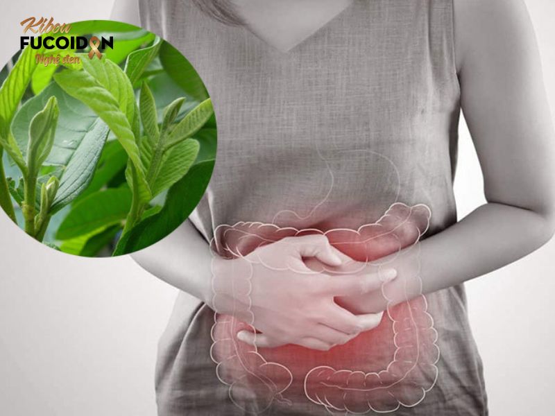Lá ổi chữa ung thư đại tràng có đúng như lời đồn? Lá ổi chỉ có tác dụng hỗ trợ chứ không thể thay thế các phương pháp điều trị ung thư đại tràng
