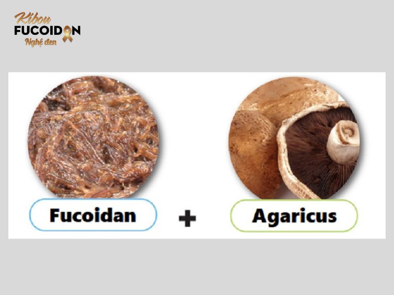 Fucoidan loại nào tốt nhất? 9 tiêu chí lựa chọn sản phẩm Kết hợp giữa Fucoidan và Nấm Agaricus sẽ giúp phát huy hiệu quả mạnh mẽ nhất