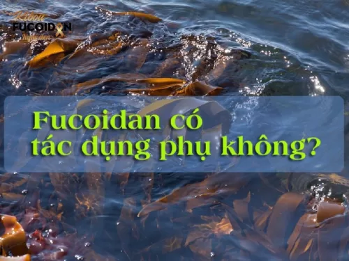 Fucoidan có tác dụng phụ không? Uống fucoidan hại dạ dày không?
