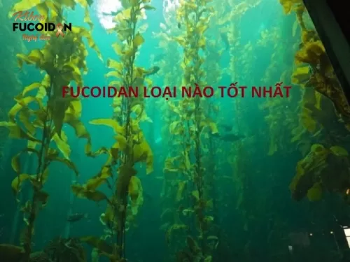 Fucoidan loại nào tốt nhất? 9 tiêu chí lựa chọn sản phẩm