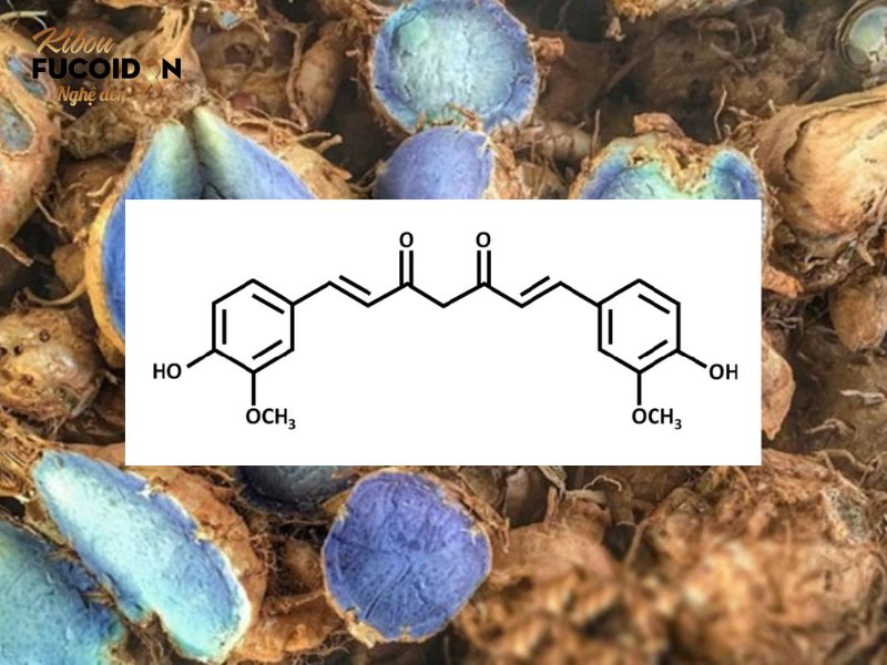 Các polyphenol trong nghệ đen có tác dụng chống oxy hóa mạnh mẽ