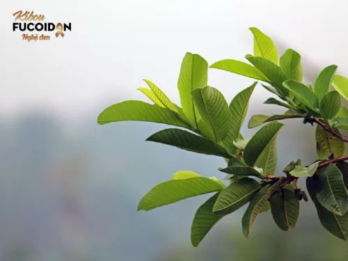 Lá ổi chữa ung thư đại tràng có đúng như lời đồn?