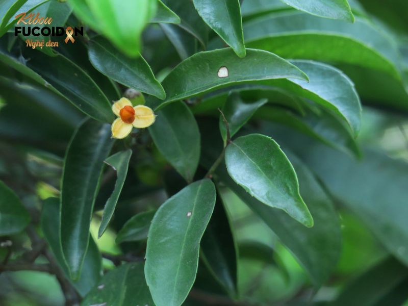 Thực hư về cây xạ đen chữa ung thư phổi Cây xạ đen có nhiều thành phần tác dụng ức chế sự hình thành và phát triển của ung thư
