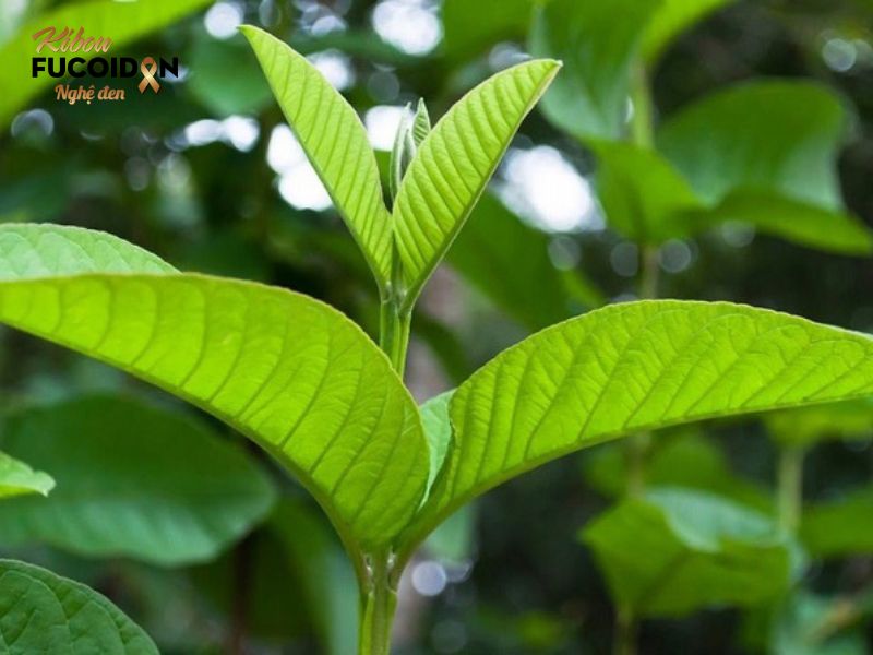 Lá ổi chữa ung thư đại tràng có đúng như lời đồn? Lá ổi chưa phải là “thần dược” chữa ung thư đại tràng như nhiều lời đồn