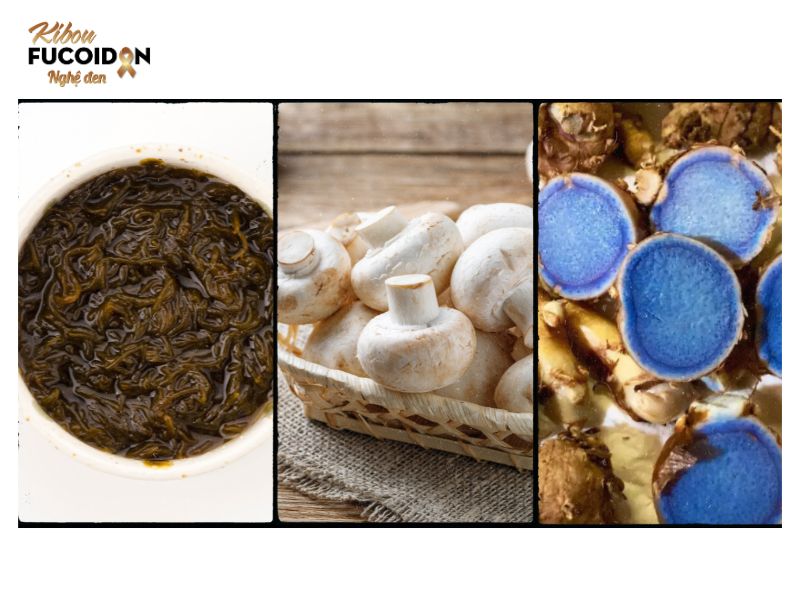 Fucoidan kết hợp Nấm Agaricus và Nghệ đen giúp giảm tác dụng phụ, hỗ trợ điều trị Fucoidan kết hợp Nấm Agaricus và Nghệ đen giúp giảm tác dụng phụ, hỗ trợ điều trị