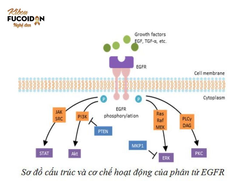 Đột biến gen EGFR Đột biến gen EGFR