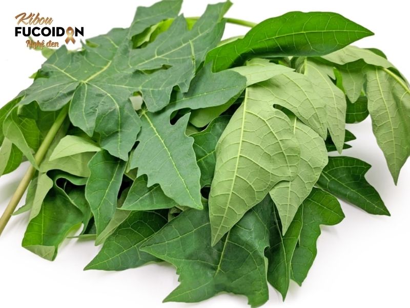 Thuốc nam trị ung thư phổi có được không? Bóc trần sự thật Lá đu đủ có mặt trong bài thuốc nam trị ung thư phổi