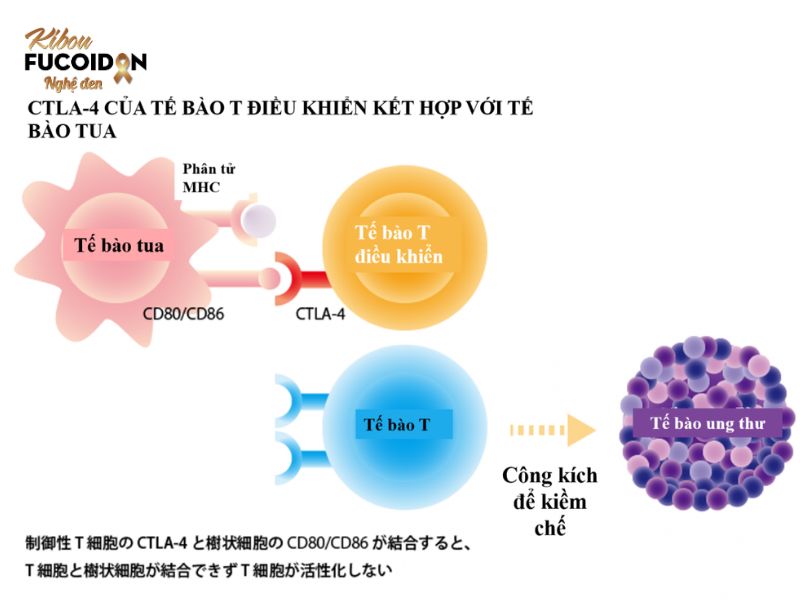 Hình ảnh về Chất ức chế CTLA4 Hình ảnh về Chất ức chế CTLA4