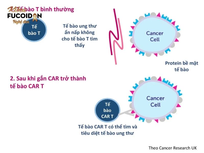 Tìm hiểu về liệu pháp miễn dịch trong điều trị ung thư phổi Cơ chế hoạt động của liệu pháp tế bào T