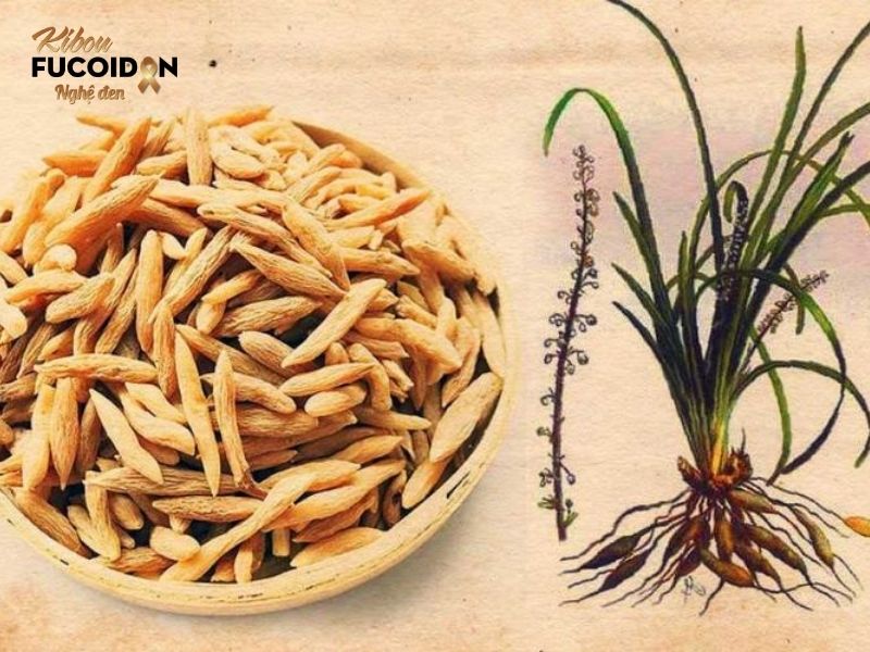 Chuyên gia giải đáp: Có nên chữa ung thư phổi bằng đông y không? Vị thuốc mạch môn