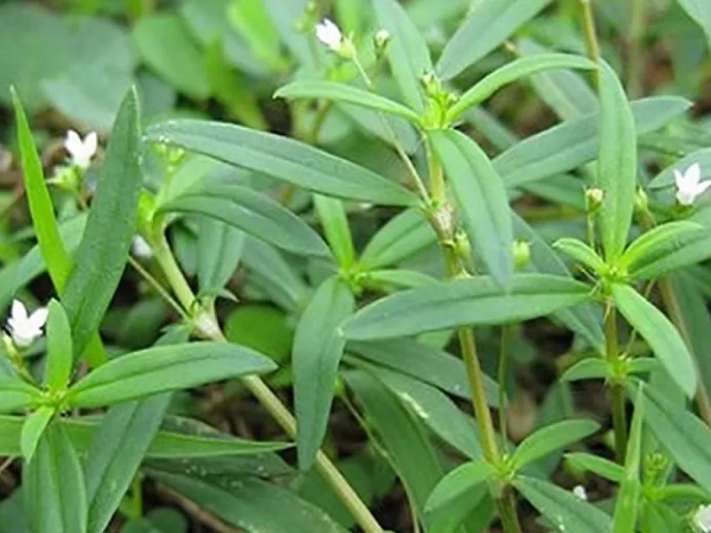 Thuốc Nam trị ung thư và những điều cần biết! Bạch hoa xà thiệt thảo