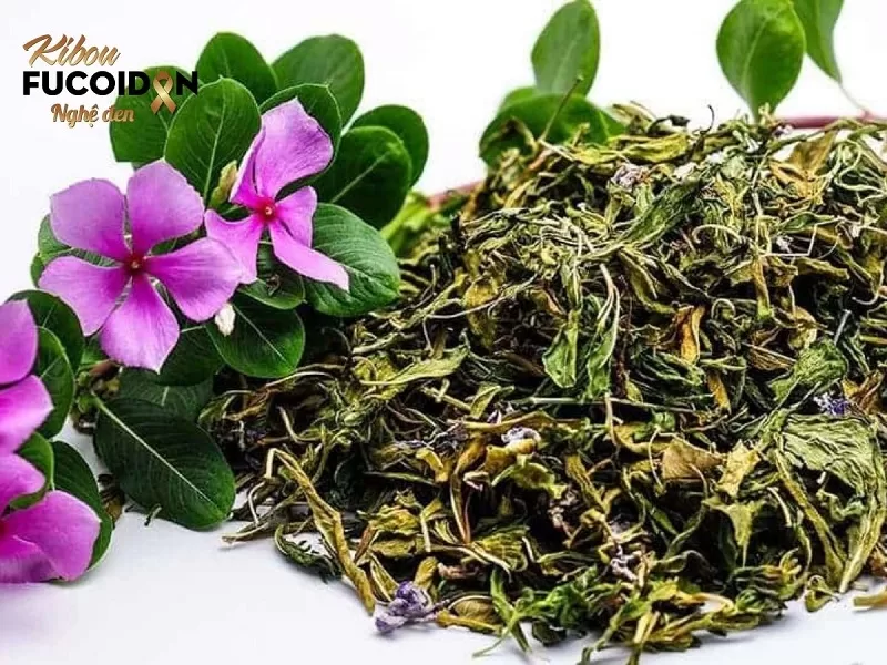 Sự thật về cây dừa cạn chữa ung thư Dừa cạn khô sắc nước uống để hỗ trợ điều trị ung thư