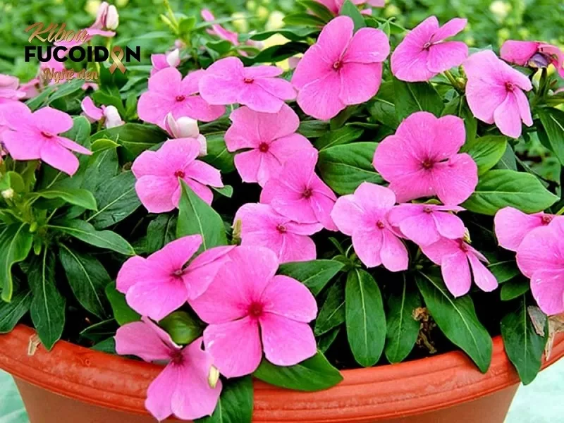 Thuốc Nam trị ung thư và những điều cần biết! Cây dừa cạn