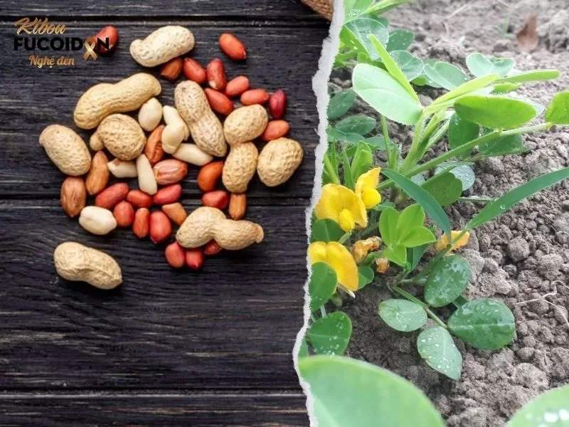 Chuyên gia giải đáp: Ung thư có ăn được lạc không? Củ lạc (trái) và cây lạc (phải)