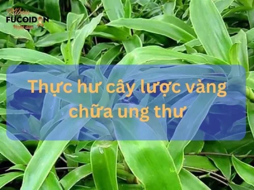 Thực hư tin đồn cây lược vàng chữa ung thư?