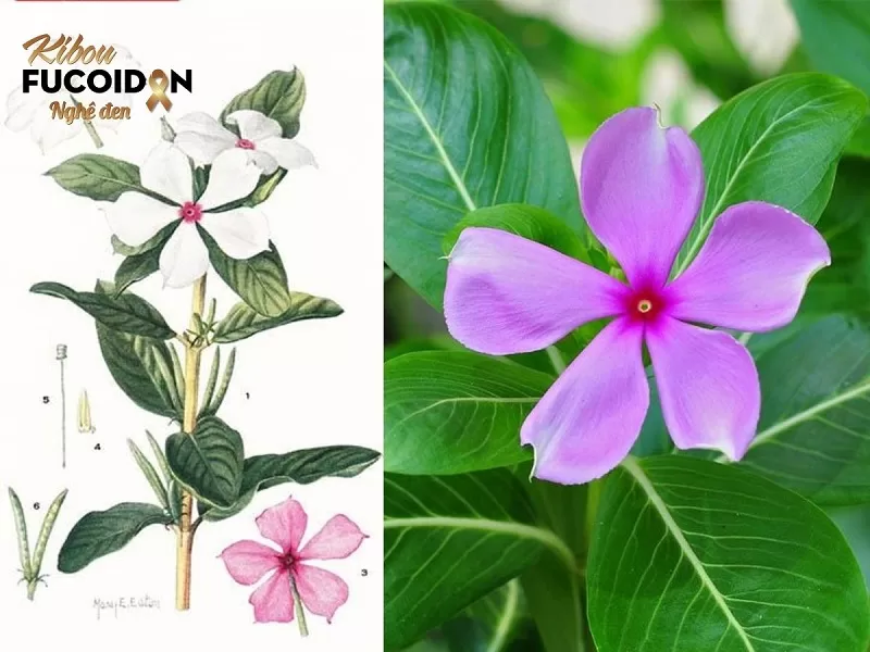 Sự thật về cây dừa cạn chữa ung thư Cây dừa cạn