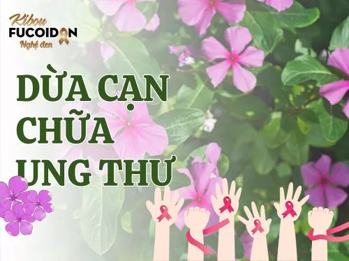 Sự thật về cây dừa cạn chữa ung thư