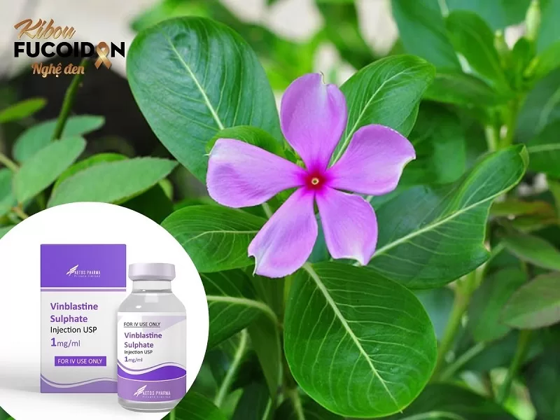 Sự thật về cây dừa cạn chữa ung thư Chiết xuất từ cây dừa cạn được sử dụng để sản xuất thuốc điều trị ung thư