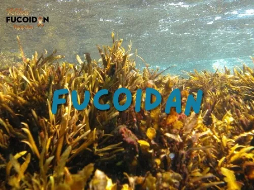 Fucoidan là gì? Vì sao người ung thư nên dùng Fucoidan?