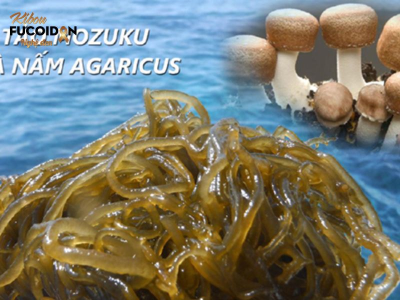 Fucoidan là gì? Vì sao người ung thư nên dùng Fucoidan? Fucoidan kết hợp với nấm Agaricus cho hiệu quả chống ung thư mạnh mẽ nhất