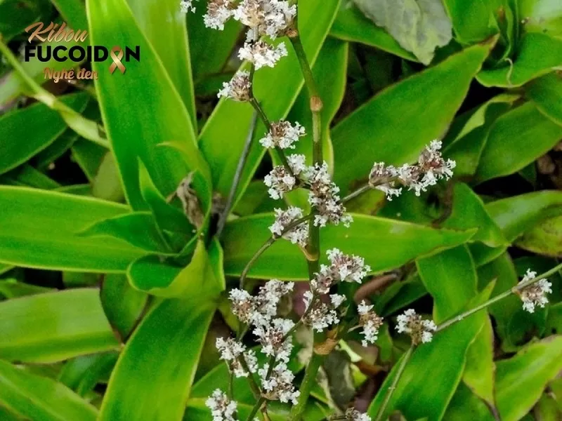 Thuốc Nam trị ung thư và những điều cần biết! Cây lược vàng