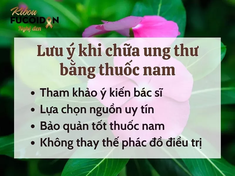 Thuốc Nam trị ung thư và những điều cần biết! Lưu ý khi sử dụng thuốc nam chữa ung thư
