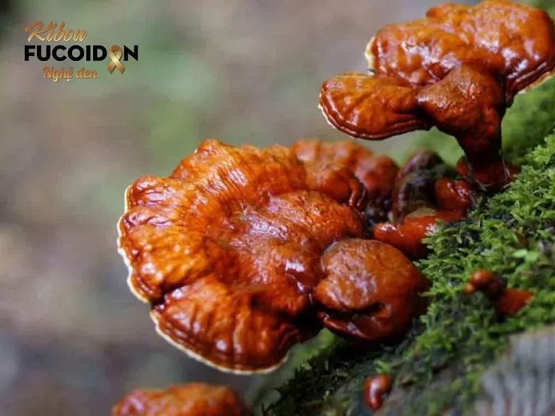 Thuốc Nam trị ung thư và những điều cần biết! Nấm lim xanh