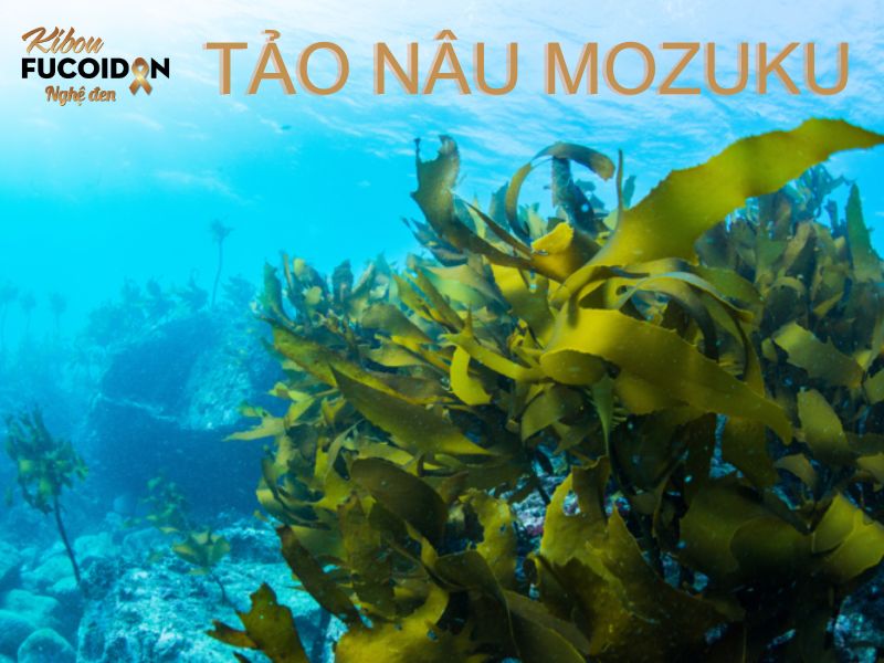 Fucoidan là gì? Vì sao người ung thư nên dùng Fucoidan? Hàm lượng và hoạt tính của Fucoidan trong tảo nâu Mozuku Okinawa là cao nhất