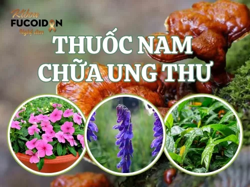 Thuốc nam trị ung thư và những điều cần biết!