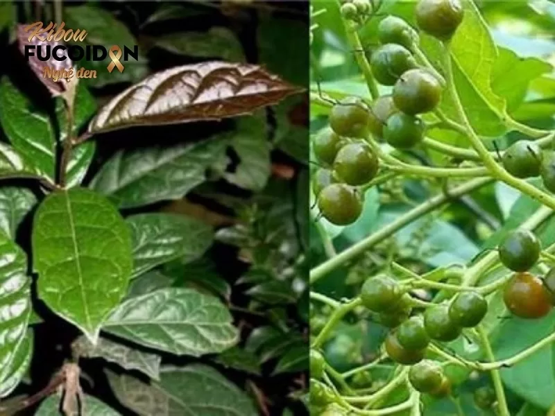 Thuốc Nam trị ung thư và những điều cần biết! Cây xạ đen