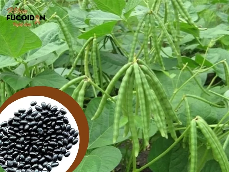 Chuyên gia giải đáp: Bị tuyến giáp có ăn được đậu đen không? Hình ảnh cây đậu đen